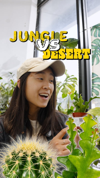 Jungle vs Desert Cactus | JOMO Studio | Buy Plants Online | Tropical Houseplant Delivery & Plant Care