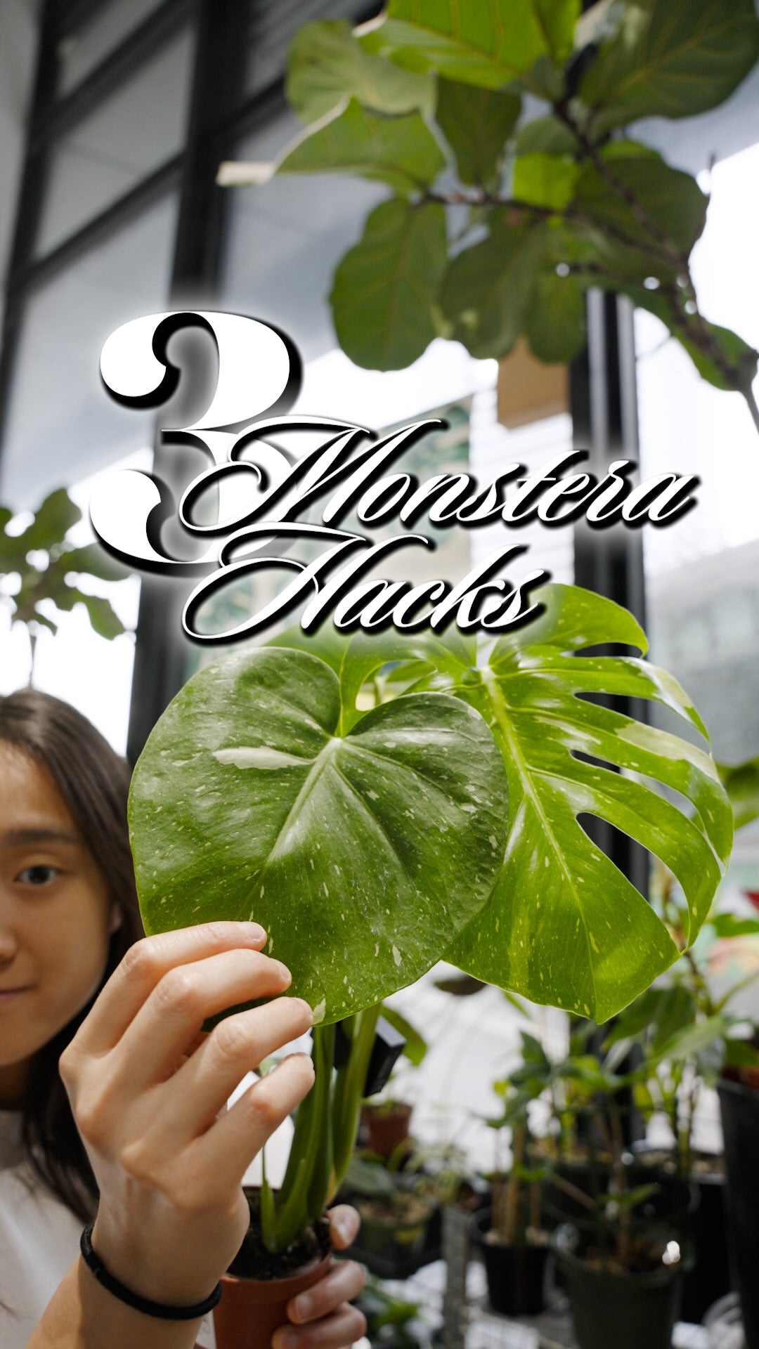 3 Monstera Hacks | JOMO Studio | Buy Plants Online | Tropical Houseplant Delivery & Plant Care
