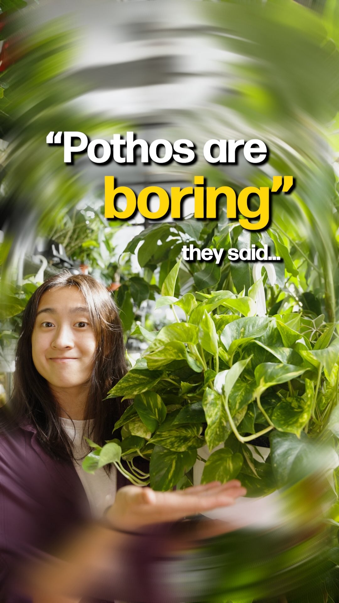 Pothos Varieties | JOMO Studio | Buy Plants Online | Tropical Houseplant Delivery & Plant Care