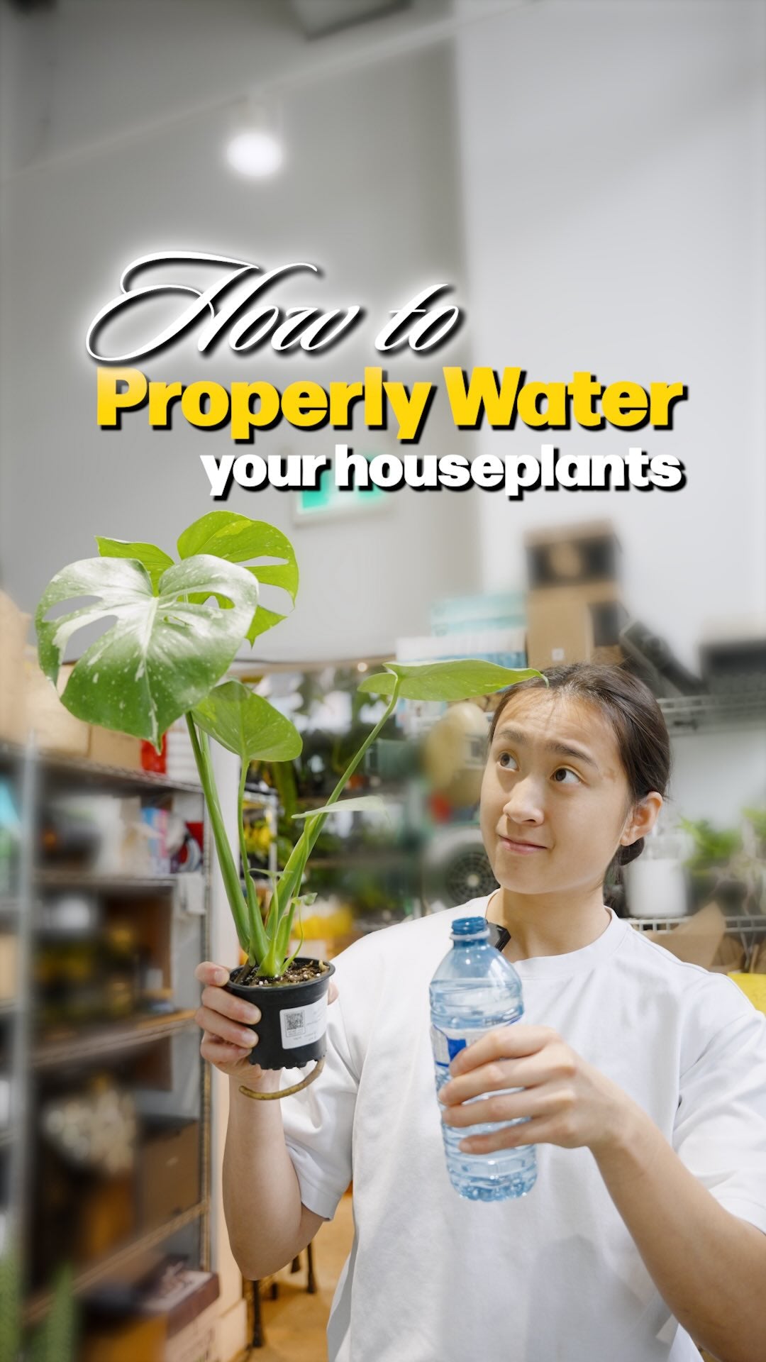 How to properly water your houseplants | JOMO Studio | Buy Plants Online | Tropical Houseplant Delivery & Plant Care