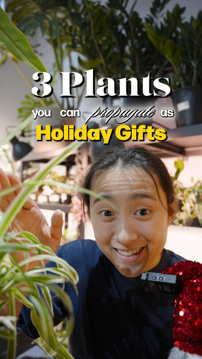 3 Plant to Propagate | JOMO Studio | Buy Plants Online | Tropical Houseplant Delivery & Plant Care