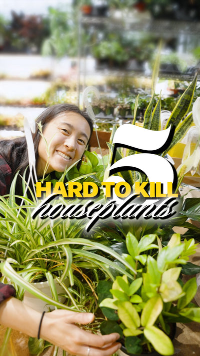 5 Hard to Kill Houseplants | JOMO Studio | Buy Plants Online | Tropical Houseplant Delivery & Plant Care