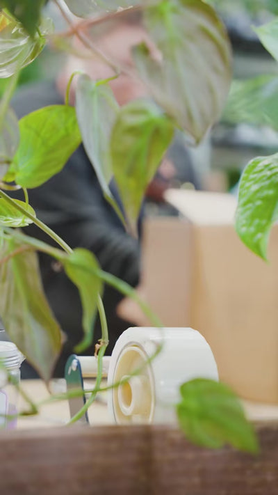 BTS Packing Plants | JOMO Studio | Buy Plants Online | Houseplant Delivery & Plant Care