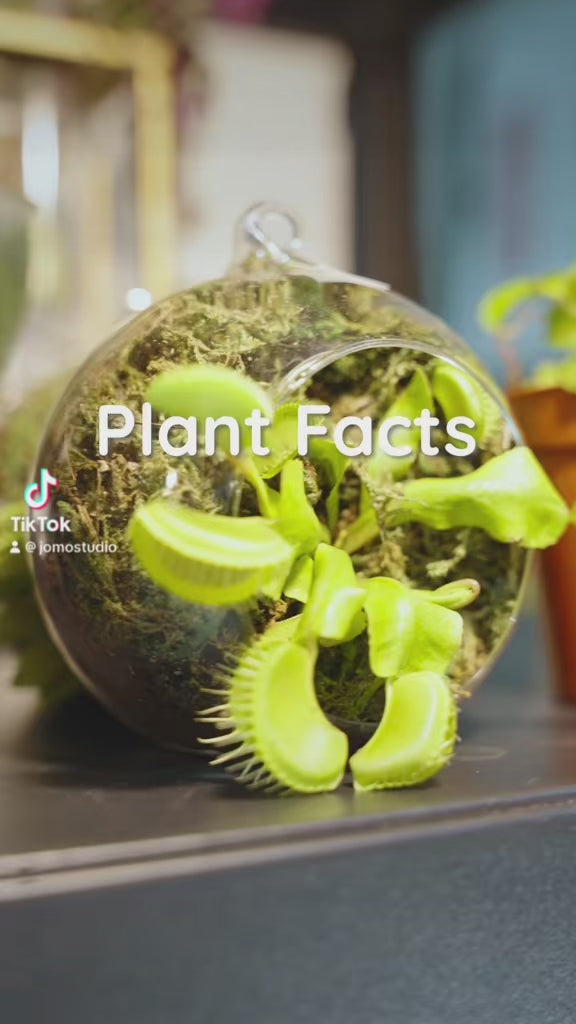 Venus Flytrap Plant Facts - Delivery from Toronto across Canada - JOMO Studio