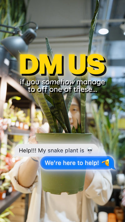 Keep plants alive | JOMO Studio | Buy Plants Online | Tropical Houseplant Delivery & Plant Care