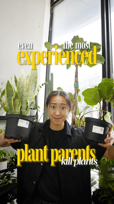 You may have kept one plant alive for years, and then killed one? That doesn’t make you a bad plant parent. 🌿

🤔 We hear this all the time. Someone has a thriving collection, brings home a new plant, and it dies. The assumption? Something must be wrong with the plant.

🪴But different plants have wildly different needs. What keeps one alive can be exactly the wrong thing for another. A snake plant loves to be ignored. A fiddle leaf fig wants consistent humidity, stable temps, and just the right amount of 