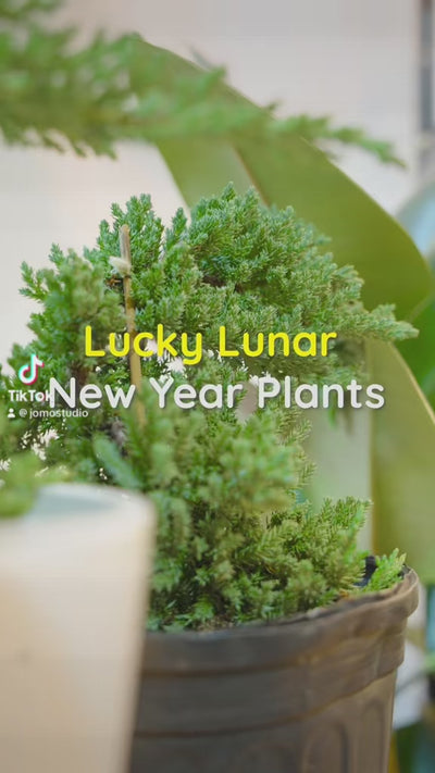 Lucky Lunar New Year Plants - Delivery from Toronto across Canada - JOMO Studio