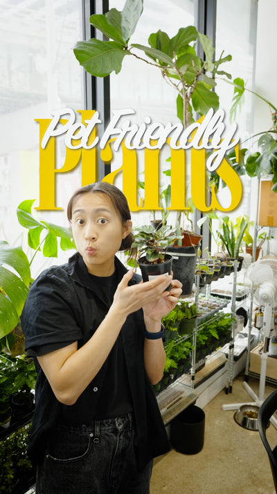 Pet parents, this one’s for you. 🐾🌿

Here are 4 plants that are safe for cats and dogs — and look stunning:

🦚 Calathea Makoyana — bold patterned leaves, loves humidity, but a bit of a diva
🥞 Pilea Peperomioides — super beginner-friendly, low fuss, makes baby plants to share
🩸 Fittonia Nerve Plant — gorgeous veined leaves, drama queen when thirsty (but bounces back after watering)
🐢 String of Turtles — delicate, slow-growing, and that shell pattern is unreal

All four are available in store now at JOM