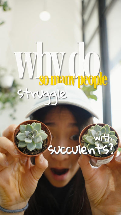 Succulents aren’t hard, but they’re not super easy as people make them out to be either! 🫪 

Here are the two things that actually matter. 

☀️ Light — more than you think
Succulents want the brightest spot in your home, right up against the window. If yours is going long and leggy, it’s reaching for light it’s not getting. No bright window? A grow light makes a huge difference.

💧 Watering — not never, not always
Two extremes kill succulents: ignoring them completely, or watering too often. When to actua