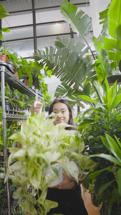 Easiest Plant Pothos | JOMO Studio | Buy Plants Online | Tropical Houseplant Delivery & Plant Care