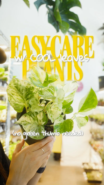 For everyone who wants cool-looking plants but doesn’t want to work too hard for them🌿 (We got you.)

5 easy-care plants with genuinely stunning leaves:

🔥 Philodendron Ring of Fire — multicoloured leaves that change with every new growth
🤍 Rubber Plant Tineke — big waxy leaves, creamy variegation, full statement energy
✨ Pothos Manjula — silver and white trailing leaves, great for shelves and dressers
🪴 Philodendron Birkin — dark green with crisp white pinstripes. Immaculate.
💚 Hoya Kerrii Variegata —