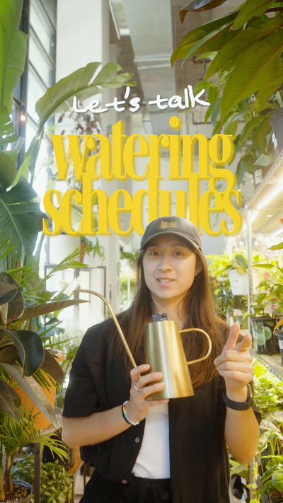 💧🌱Watering schedules can definitely be helpful… BUT, you use them loosely.

A routine is a great starting point — especially if life gets busy and you need a reminder. The mistake most people make is sticking to the same schedule all year.

Your plants slow down in fall and winter. They need water less often. If you’re still watering every week like it’s June, you’re probably overwatering without realising it.

Let the schedule be a guide, not a rule. Check the soil. Notice how your plant is doing. Adjust