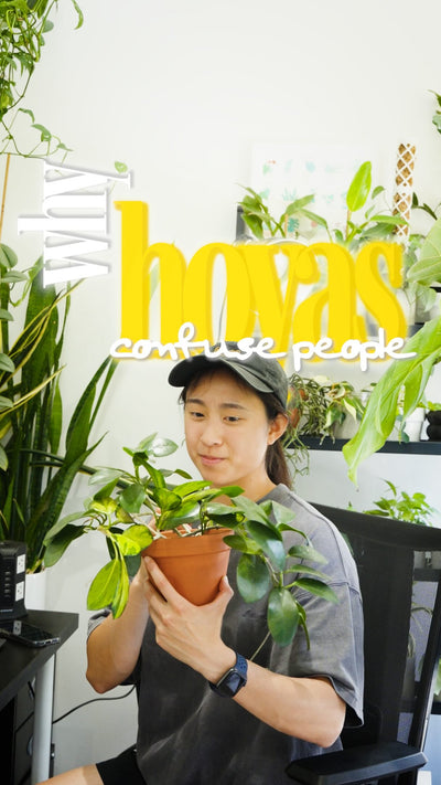 🌿Hoyas are beautiful plants with fairly simple care routines, but they can be confusing 

Most people water them like a tropical (too often) or dry them out like a cactus (not enough). Neither is right.

💡Here’s the thing: Hoyas are basically energy hoarders. Those thick waxy leaves store water similar to how succulent leaves do. So they want to dry out most of the way before the next watering.

But watering is only part of it. Hoyas also need:
☀️ A lot of light — more than most people give them (but not 