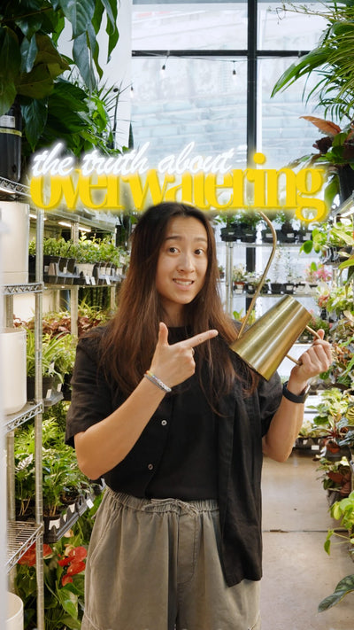Overwatering isn’t about giving your plant too much water at once. It’s about watering too often. 💧

Here’s the difference:

❌ Watering every day while the soil is still wet = overwatering. Roots can’t breathe, they rot 💀

✅ Waiting until the soil is partially dry (how dry? depends on what plant you have), then giving a deep thorough soak until water drains out the bottom = correct. That’s actually how most indoor plants want to be watered.

Let the soil dry out between waterings, and when you do water — 