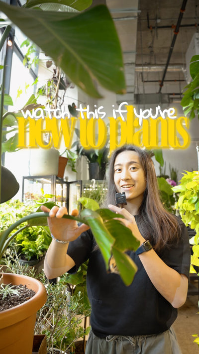 New to plants? Start here 🌿

There’s a lot of advice out there, but most of it comes back to 3 simple things:
☀️ Light
💧 Water balance
🌱 Healthy roots

When something’s off, don’t panic! Go back to the basics.

Save this for later + send it to a plant newbie 💚🌿

#torontoplants #plantcaretips #beginnerplantparent #houseplantlover