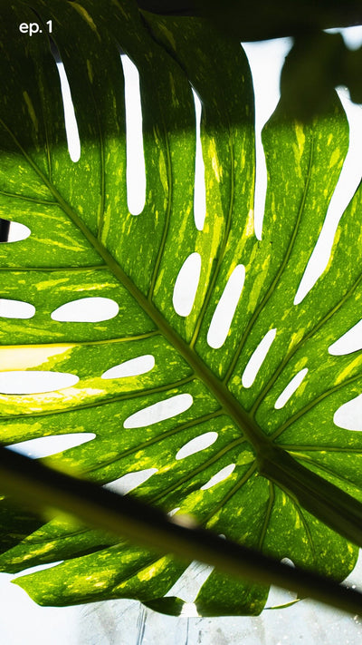 🤔you’ve seen this plant a thousand times. 

in coffee shops, on Pinterest, in every condo lobby in the city. but do you actually know why it looks like that?

those splits and holes aren’t random. they’re one of nature’s smartest design decisions, engineered over years and years to survive brutal tropical winds and fight for sunlight deep in the rainforest canopy.

the monstera didn’t start as an aesthetic, instagram plant. it started as a survivor.

episode 1: the monstera 🌿

📍 JOMO Studio, Toronto