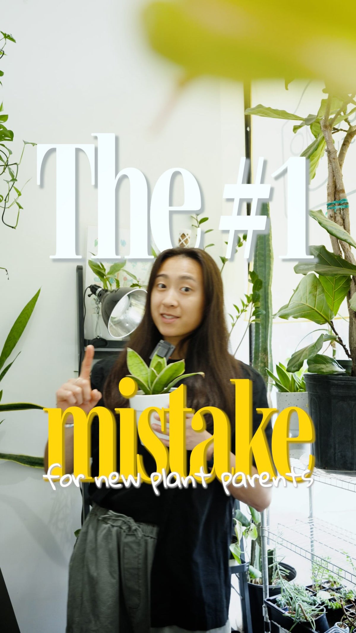 if your plant keeps dying, it might not be neglect. it might be the opposite. 🌿

the number one mistake new plant parents make is over-parenting. checking on it every day, watering constantly, moving it around — it comes from love, but it stresses the plant out. most of the time, the kindest thing you can do is leave it alone.

the second mistake? picking a plant that’s a little out of your depth when you’re just starting out. an alocasia or a bonsai is stunning in the shop, but they’re a lil top advanced.