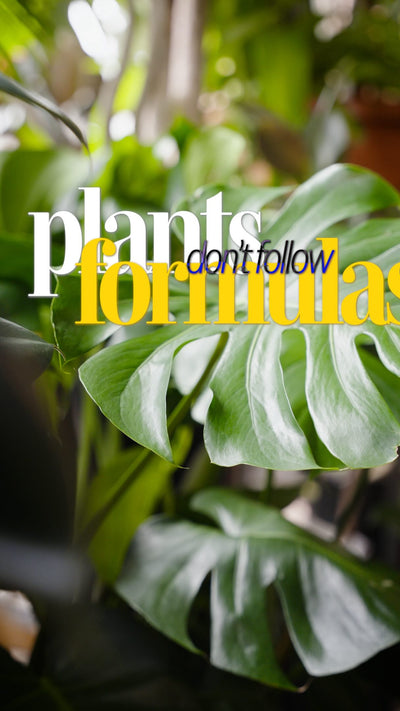 good plant care is mostly just good observation. 🌿

not a perfect schedule. not memorizing every care tip. just paying attention and noticing what your plant looks like when it’s happy, and catching something early when it isn’t.

when we share a method or a tip, what we actually want you to take away isn’t the rule. it’s the thinking behind it. because once the why clicks, you stop second-guessing and start trusting what you’re seeing.

good observation leads to good instincts! and that’s what we’re here 
