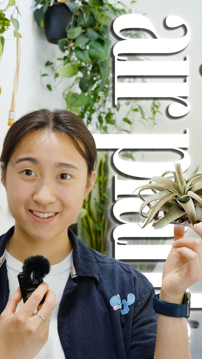 🪴meet the plant that skipped soil entirely.

air plants get everything they need, water, nutrients,  straight from the air through their leaves. no pot required.

which means you can stick one anywhere. shelf, driftwood, tiny glass orb, hanging by the window. just soak it every 1–2 weeks and it’s happy.

episode 4: air plants

📍 JOMO Studio, Toronto

#houseplants #tilandsia #airplant #plantdecor