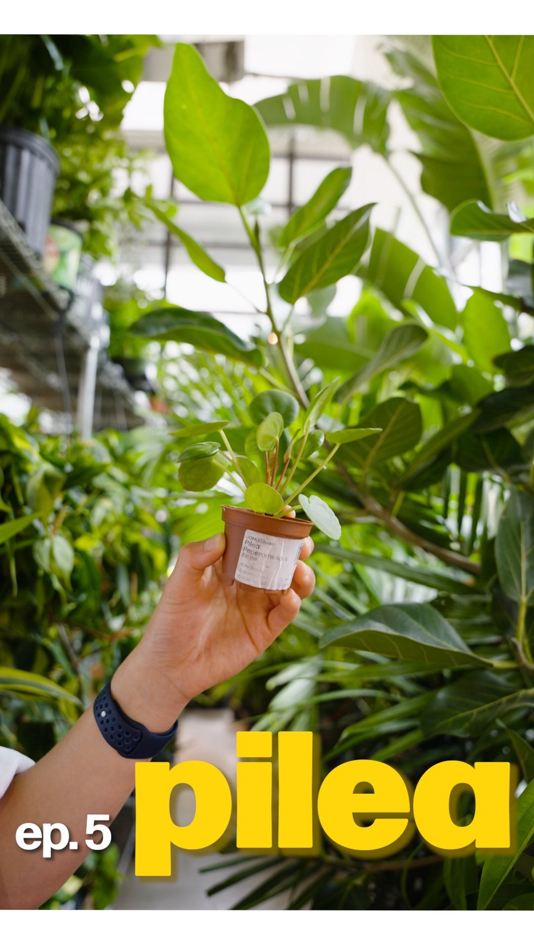this plant seems to be everywhere. and it goes by many names (pilea, coin plant, UFO plant, pancake plant, chinese money plant)

⭐️the reason why it’s everywhere? it clones itself constantly, no seeds required. one healthy pilea can realistically produce enough pups to gift to your entire friend group within a year.

so if someone’s ever randomly handed you one… now you know why.

episode 5: pilea peperomioides 🌱