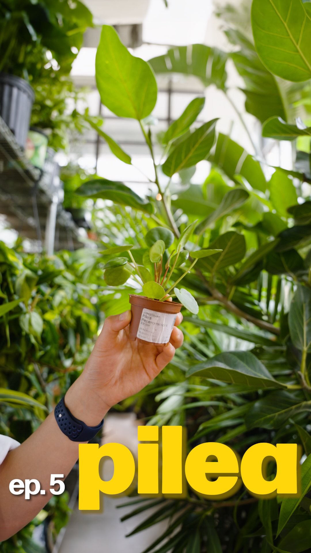 this plant seems to be everywhere. and it goes by many names (pilea, coin plant, UFO plant, pancake plant, chinese money plant)

⭐️the reason why it’s everywhere? it clones itself constantly, no seeds required. one healthy pilea can realistically produce enough pups to gift to your entire friend group within a year.

so if someone’s ever randomly handed you one… now you know why.

episode 5: pilea peperomioides 🌱