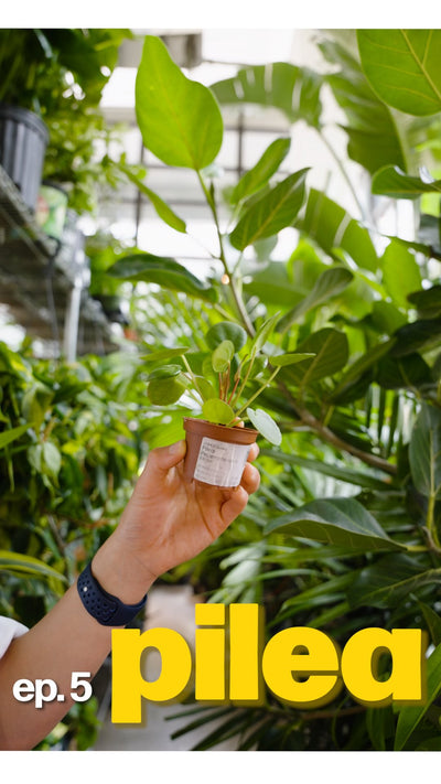 this plant seems to be everywhere. and it goes by many names (pilea, coin plant, UFO plant, pancake plant, chinese money plant)

⭐️the reason why it’s everywhere? it clones itself constantly, no seeds required. one healthy pilea can realistically produce enough pups to gift to your entire friend group within a year.

so if someone’s ever randomly handed you one… now you know why.

episode 5: pilea peperomioides 🌱