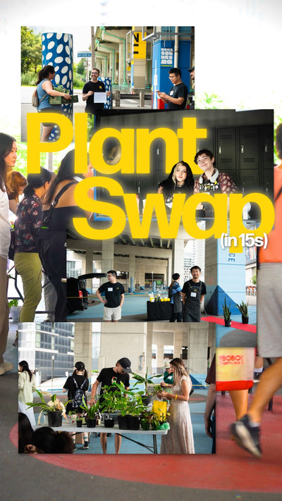 we blinked and it was over🌿

#PlantSwapTO 2026 in less than 15 seconds. plants arriving, new ones going home, and a whole lot of good energy in between. 

thank you to every single person who came out, swapped, and made this one of our favourite days of the year.

can’t wait to see you next year💚