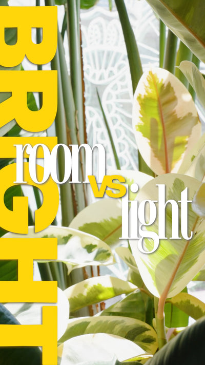 bright room doesn’t necessarily mean bright light. and this one thing explains a lot of struggling plants🌿

two plants in the same room can have completely different experiences depending on how close they are to the window (and to the sunlight). one is going to have enough energy to grow and thrive. the other might be quietly running low, growing slower, stretching toward light it can’t quite reach, producing smaller leaves.

this is important because light is how your plant makes energy. so less light me
