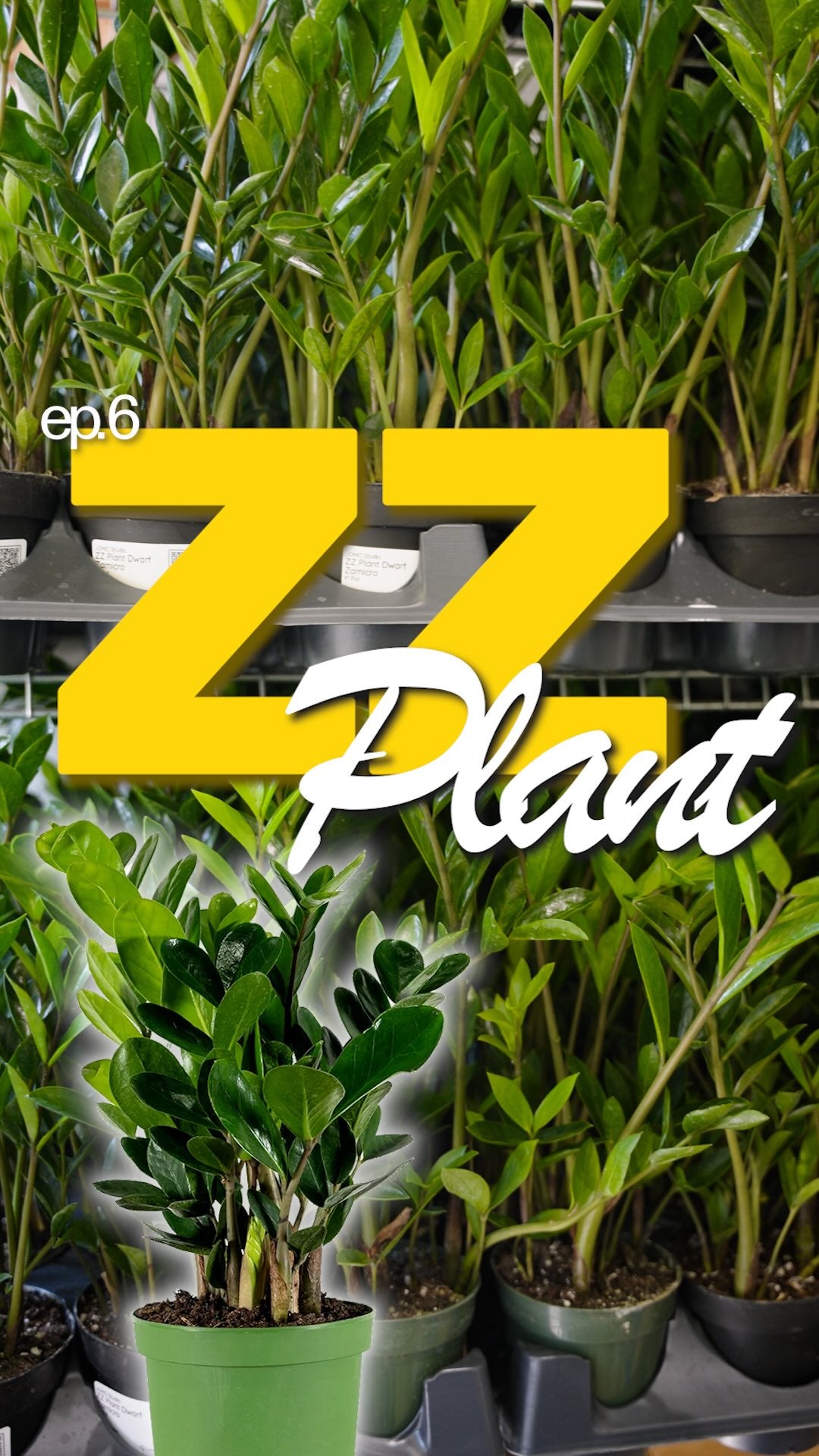 🪴this is the plant people buy specifically because they’re bad at plants.

ZZ plants store water in thick, potato-like rhizomes underground, so when you “forget” to water it, it’s not struggling, it’s just living off its own reserves. 

it also evolved on forest floors in eastern africa, in the shade of taller plants, so low light isn’t a problem either.

if you’ve unalived every other plant you’ve owned, this is the one that might just thrive.

episode 6: the ZZ plant✨

📍 JOMO Studio, Toronto