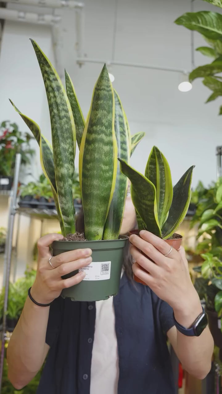 Does plant purify air | JOMO Studio | Buy Plants Online | Tropical Houseplant Delivery & Plant Care
