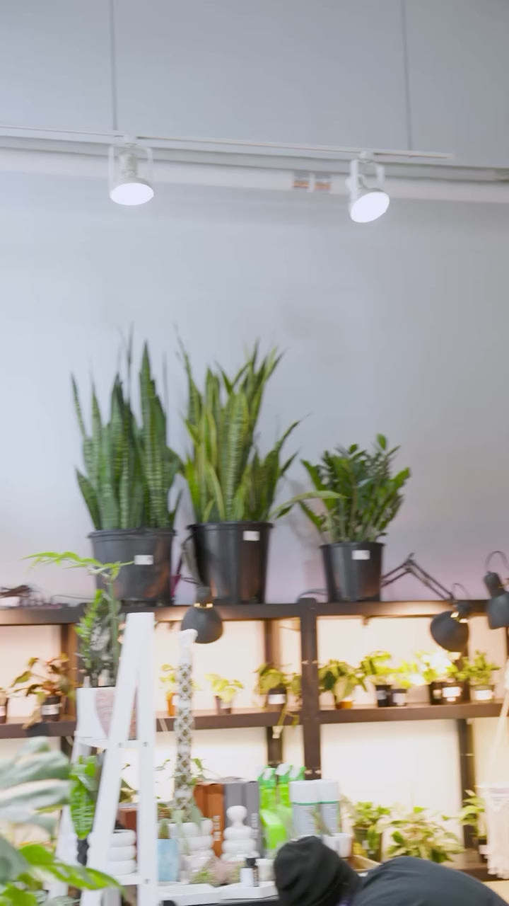 3 Low Light Plants | JOMO Studio | Buy Plants Online | Houseplant Delivery & Plant Care