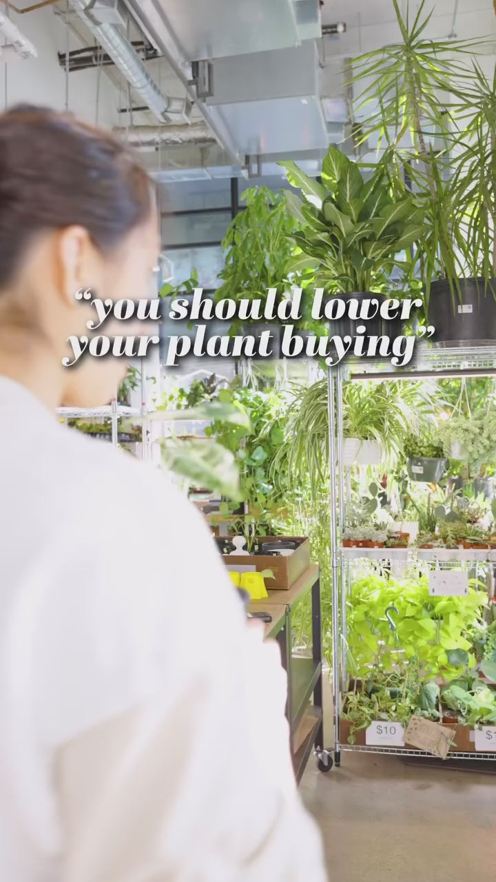 Lower your plant buying | JOMO Studio | Buy Plants Online | Houseplant Delivery & Plant Care