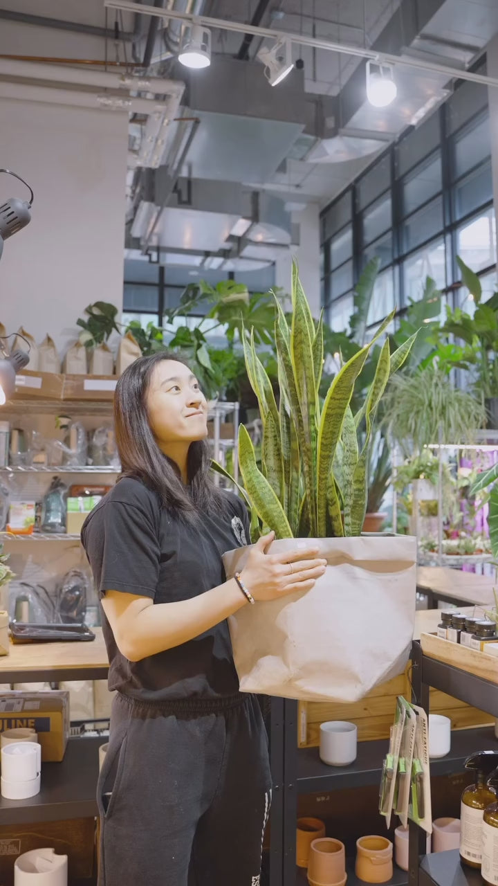 Talk About Snake Plants | JOMO Studio | Buy Plants Online | Tropical Houseplant Delivery & Plant Care