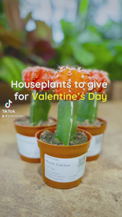 Houseplants to give for Valentine's day
