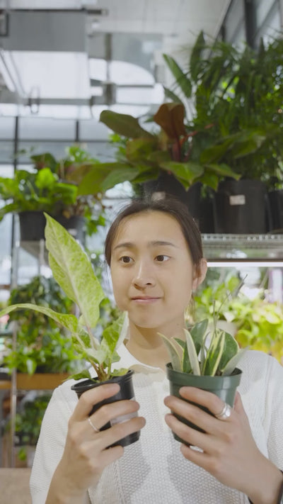 What is a variegated plant | JOMO Studio | Buy Plants Online | Tropical Houseplant Delivery & Plant Care