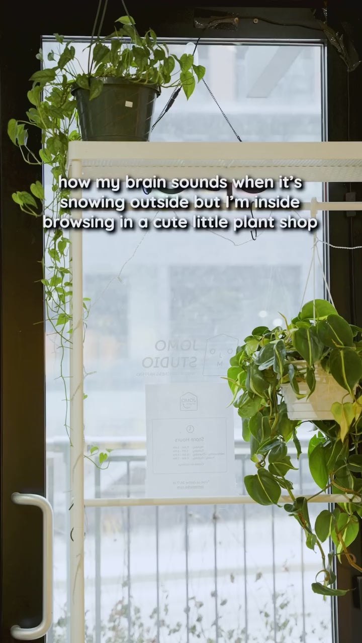 Brain Sounds in Plant Shop | JOMO Studio | Buy Plants Online | Houseplant Delivery & Plant Care