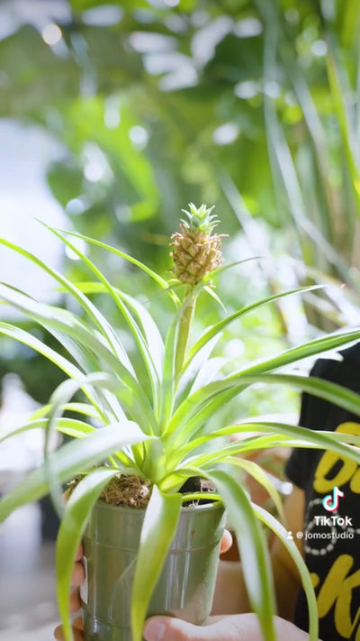Pineapple Plant | JOMO Studio | Buy Plants Online | Houseplant Delivery & Plant Care