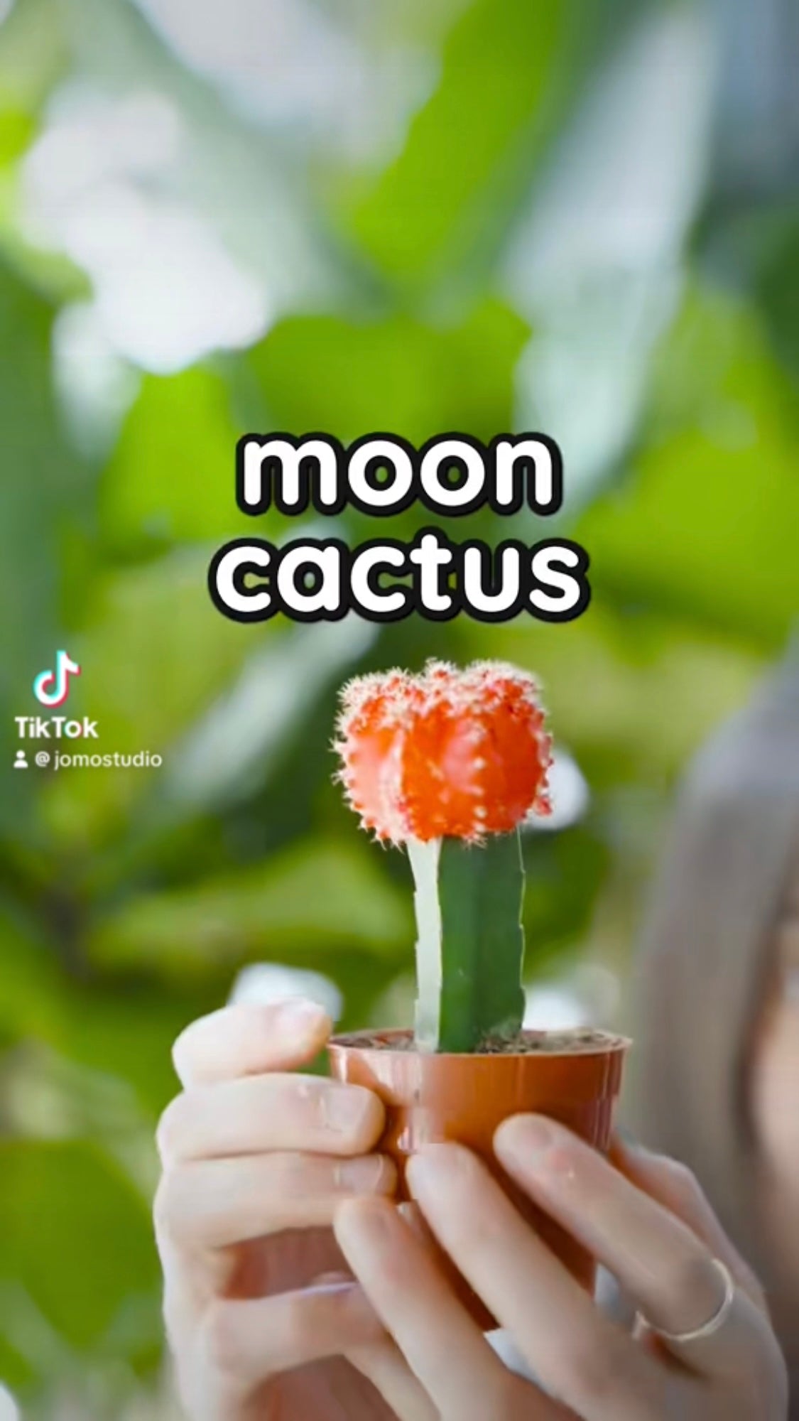 Moon Cactus | JOMO Studio | Buy Plants Online | Houseplant Delivery & Plant Care