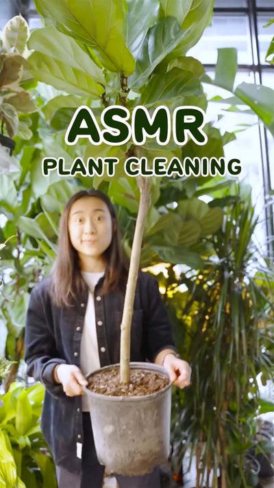 ASMR Fiddle Cleaning | JOMO Studio | Buy Plants Online | Houseplant Delivery & Plant Care