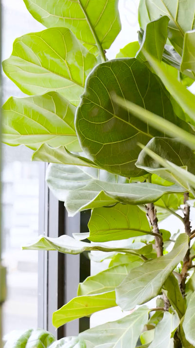 🌿you’ve probably scrolled past this plant a hundred times.

design blogs, bright loft apartments, every “interior design aesthetic” pinterest board. but nobody ever asks where it came from.

in the wild this isn’t a houseplant — it’s a full grown tree, sometimes over 40 feet tall, built for the rainforests of west africa. if you’ve wondered why it’s so hard to keep alive, it’s not fragile because it’s fussy. it’s fragile because it wasn’t really meant to live in your living room.

the fiddle leaf fig didn’