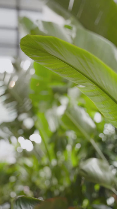 Talk about Bird of Paradise Plant | JOMO Studio | Buy Plants Online | Tropical Houseplant Delivery & Plant Care