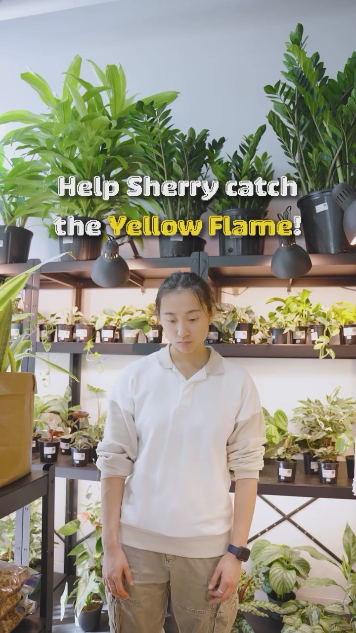 Catch the Yellow Flame | JOMO Studio | Buy Plants Online | Houseplant Delivery & Plant Care