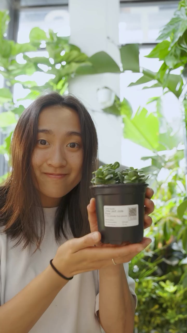 Jade Plant Care | JOMO Studio | Buy Plants Online | Tropical Houseplant Delivery & Plant Care