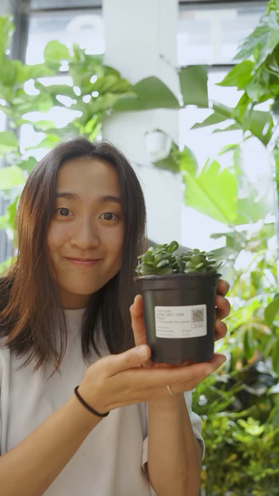 Jade Plant Care | JOMO Studio | Buy Plants Online | Tropical Houseplant Delivery & Plant Care