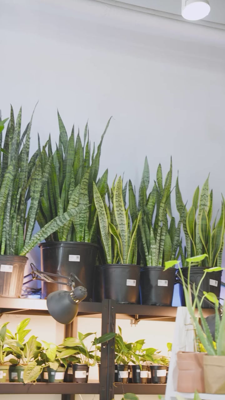 Snake Plant Varieties | JOMO Studio | Buy Plants Online | Tropical Houseplant Delivery & Plant Care