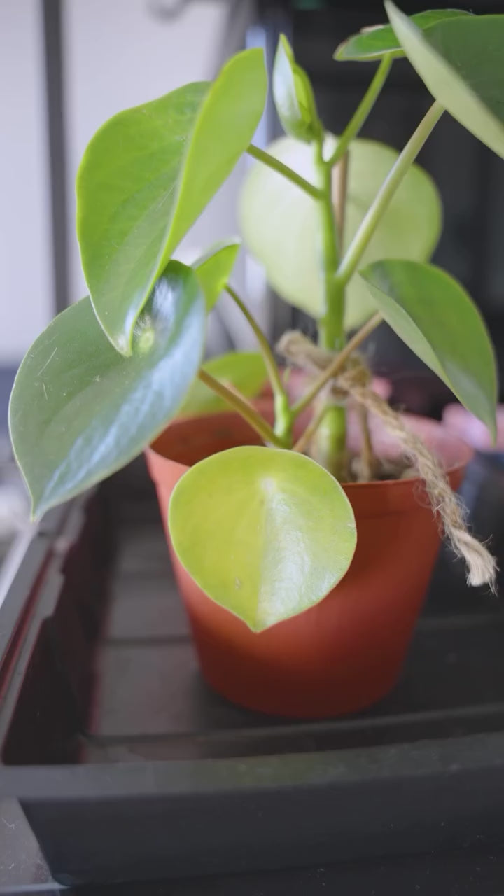 3 Reasons Your Plant Get Yellow Leaves | JOMO Studio | Buy Plants Online | Houseplant Delivery & Plant Care