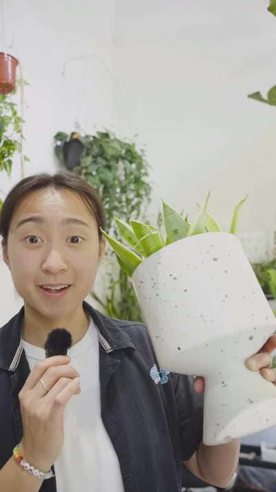 good plant care is mostly just good observation. 🌿

not a perfect schedule. not memorizing every care tip. just paying attention and noticing what your plant looks like when it’s happy, and catching something early when it isn’t.

when we share a method or a tip, what we actually want you to take away isn’t the rule. it’s the thinking behind it. because once the why clicks, you stop second-guessing and start trusting what you’re seeing.

good observation leads to good instincts! and that’s what we’re here 