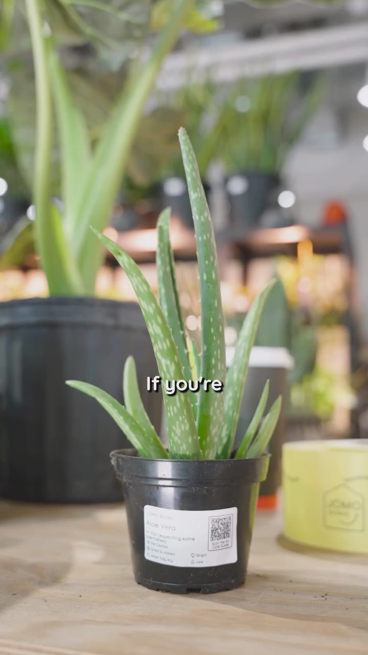 Aloe Plant Care | JOMO Studio | Buy Plants Online | Tropical Houseplant Delivery & Plant Care