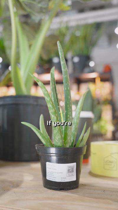 Aloe Plant Care | JOMO Studio | Buy Plants Online | Tropical Houseplant Delivery & Plant Care
