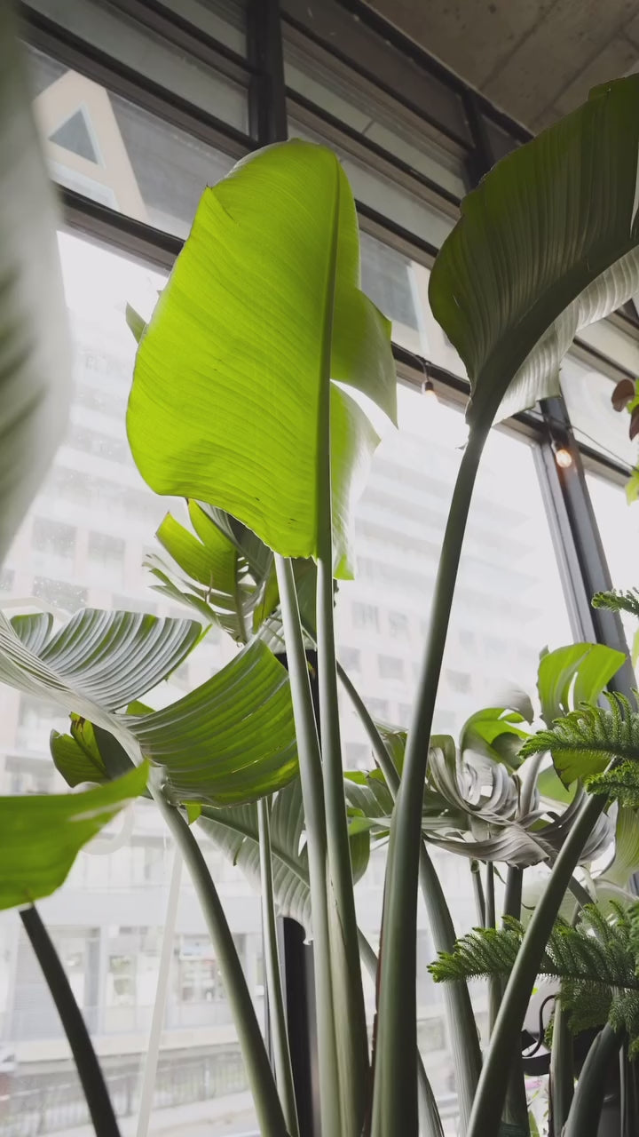 3 Big Beginner Plants | JOMO Studio | Buy Plants Online | Tropical Houseplant Delivery & Plant Care